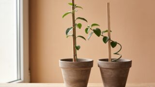 Duas plantas em vasos, uma apoiada inteiramente na outra em vez do próprio tutor, representando dependência emocional